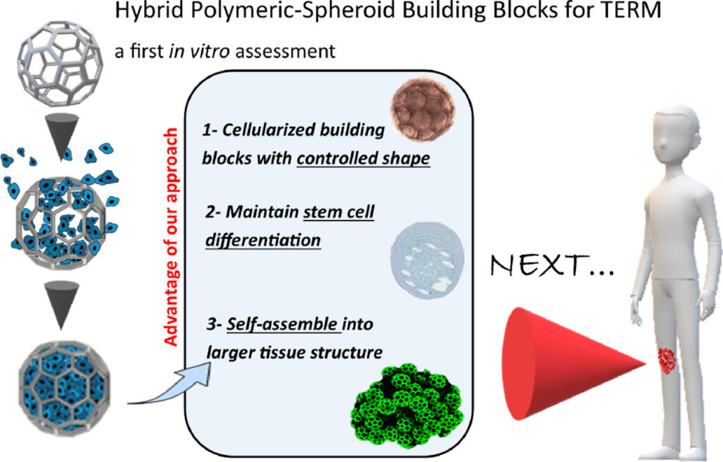 Hybrid Polymeric Spheroid building blocks for TERM