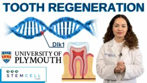 tooth regeneration with stem cells