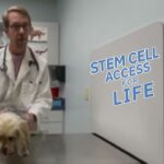 Stem Cell Therapy for Yorkie - Ardent Animal Health