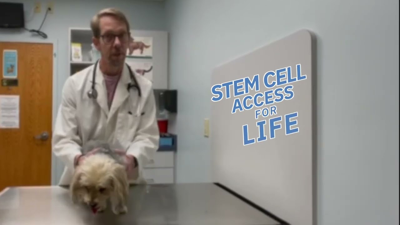 Stem Cell Therapy for Yorkie - Ardent Animal Health