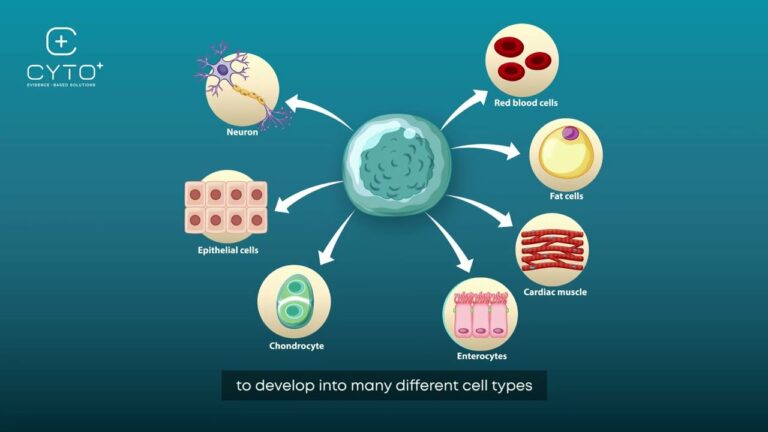 where do stem cells come from Archives - National Stem Cell Therapy