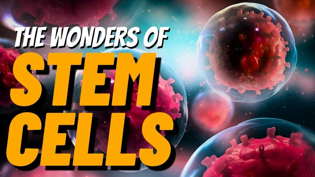 Unraveling the Wonders of Stem Cells