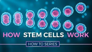 how stem cells work