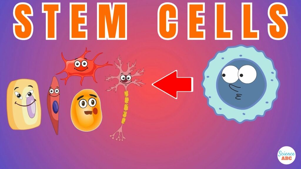 Stem Cells Explained