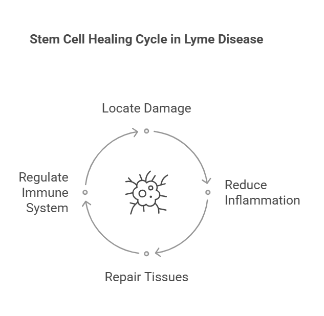 stem cell healing cycle in Lyme Disease