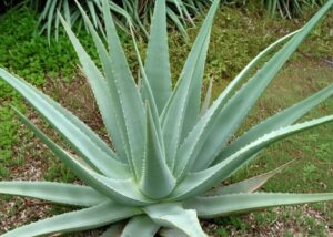 Aloe macroclada plant for stem cell mobilization