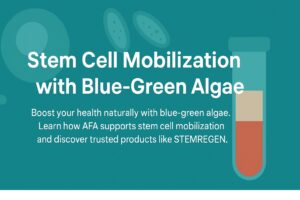 Stem cell mobilization with blue-green algae extract