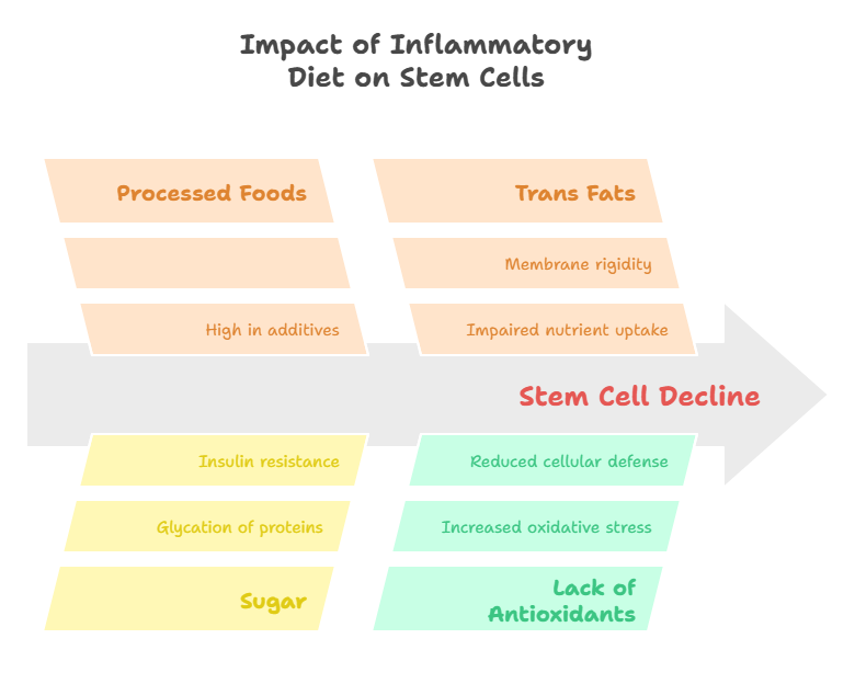 Impact of Inflammatory Diet on Stem Cells