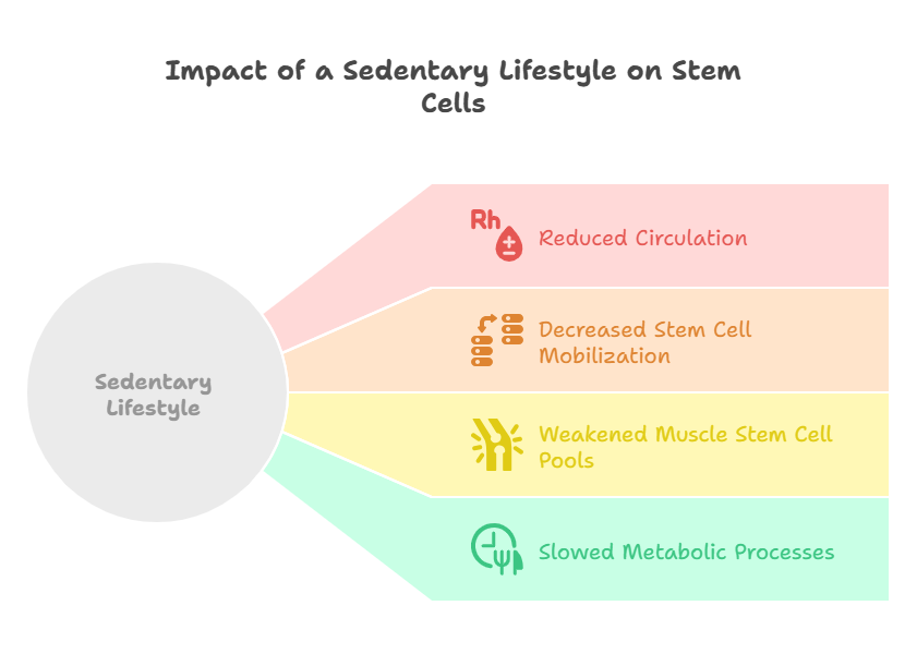 Impact of a Sedentary Lifestyle on Stem Cells