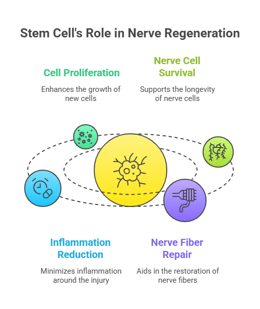 Stem Cells Role in Nerve Regeneration