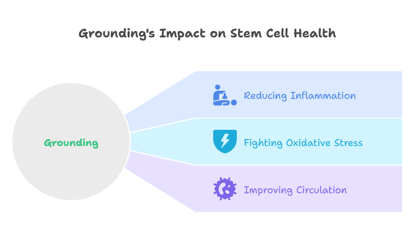 grounding's impact on stem cell health